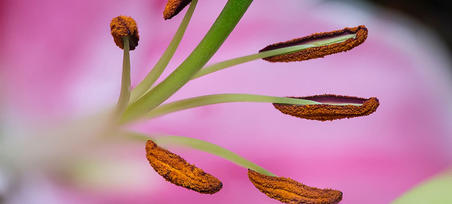 rouw groningen bloem rouw groningen bloem